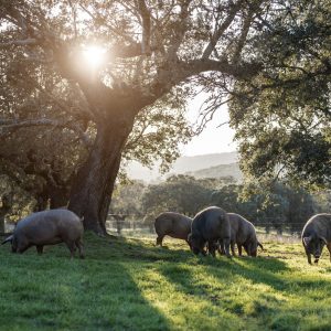 cerdo ibérico en montanera dehesa don tomas