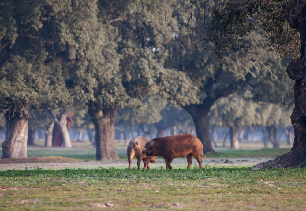 dehesa iberico